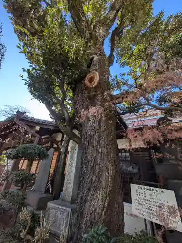 西教寺(東京都)
