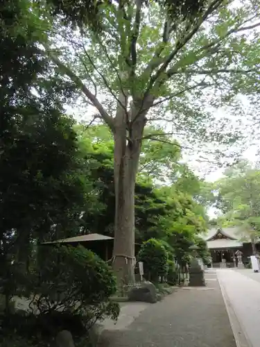 前鳥神社の自然