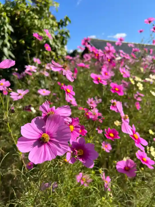 般若寺 ❁コスモス寺❁の自然