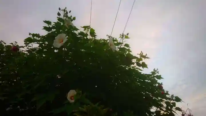 神明社(国府宮神明社)の自然