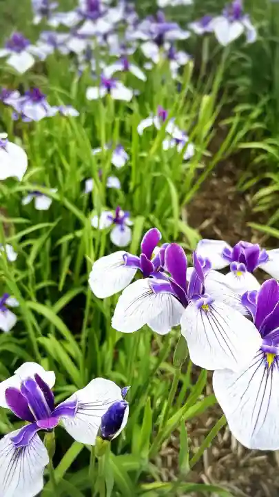 賀茂神社(愛知県)