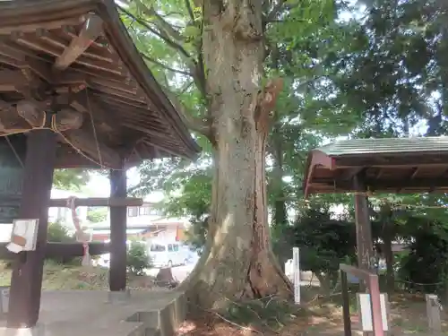 上粕屋神社の自然