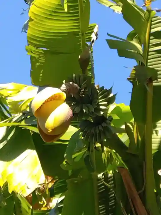 喜見寺(愛知県)