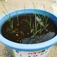 總社 和田八幡宮(福井県)