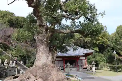 観音寺の建物その他