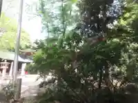 渋谷氷川神社(東京都)