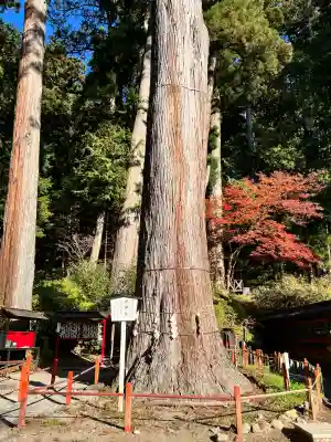瀧尾神社（日光二荒山神社別宮）の{uncategorized: "未分類", other: "その他", undefined: "問題あり", building: "その他建物", grave: "お墓", sacred_gate: "鳥居", guardian: "狛犬", statue: "像", buddha: "仏像", history: "歴史", nature: "自然", garden: "庭園", animal: "動物", pagoda: "塔", temizu: "手水舎", mountain_gate: "山門・神門", sanctuary: "本殿・本堂", subordinate: "末社・摂社", art: "芸術", scenery: "景色", jizo: "地蔵", ema: "絵馬", goshuin: "御朱印", omikuji: "おみくじ", items: "授与品その他", amulet: "お守り", goshuincho: "御朱印帳", eats: "食事", festival: "お祭り", votive_dance: "神楽", shichigosan: "七五三参", wedding: "結婚式", experience: "体験その他", initially: "初詣", around: "周辺", anti_infection: "感染症対策"}