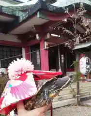 市谷亀岡八幡宮の初詣