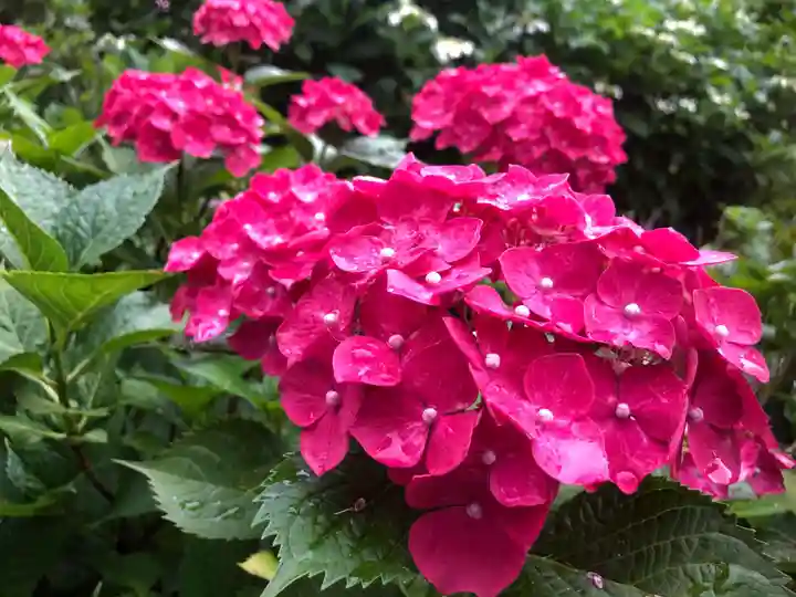 三室戸寺の自然