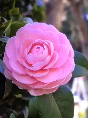 東長谷寺　薬王院(東京都)