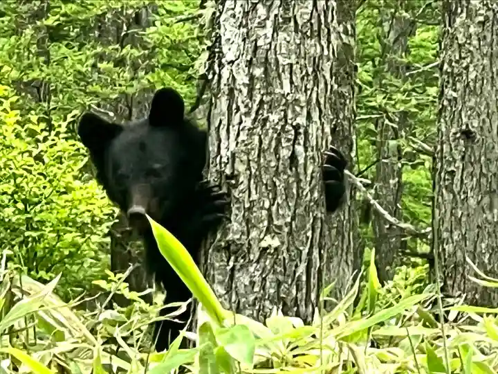 山家神社奥宮の動物