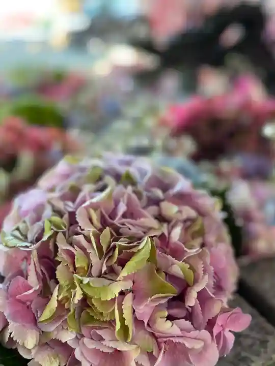 札幌諏訪神社の手水舎