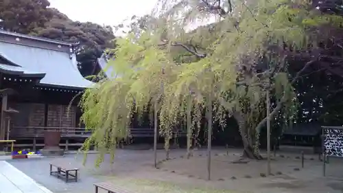 常陸第三宮　吉田神社の自然