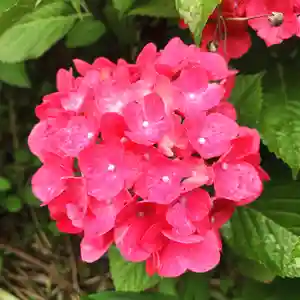 豊景神社の自然(2020年07月07日(火) 05時54分29秒投稿)