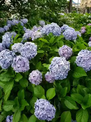 妙法寺(東京都)