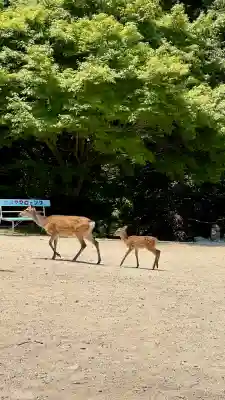 大聖院弥山本堂(広島県)
