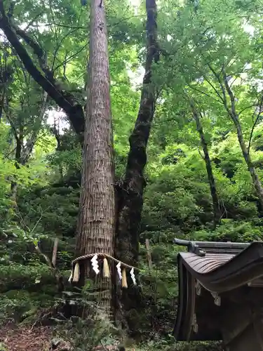 貴船神社奥宮の自然