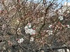 花園神社の自然