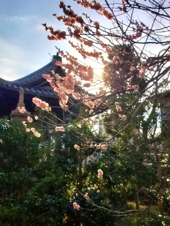 圓照寺(東京都)