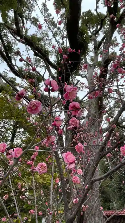 和泉國一之宮 大鳥大社の自然