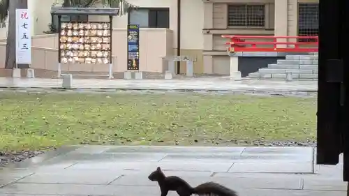 帯廣神社の動物