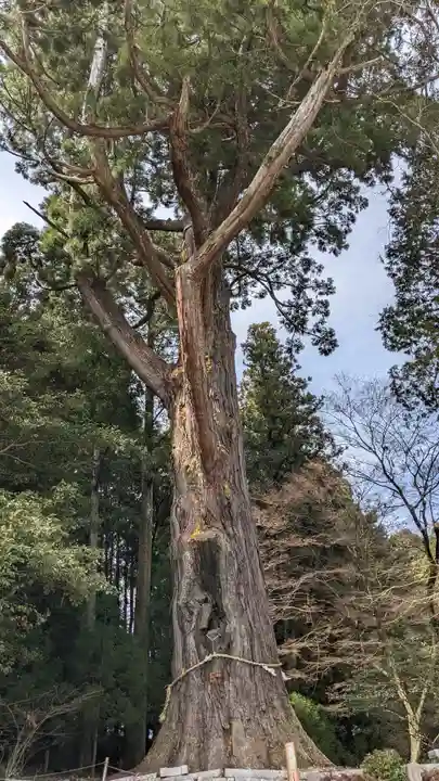 飛龍八幡宮(山口県)