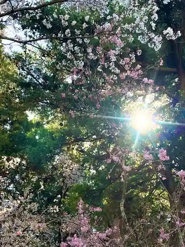 山家神社の自然