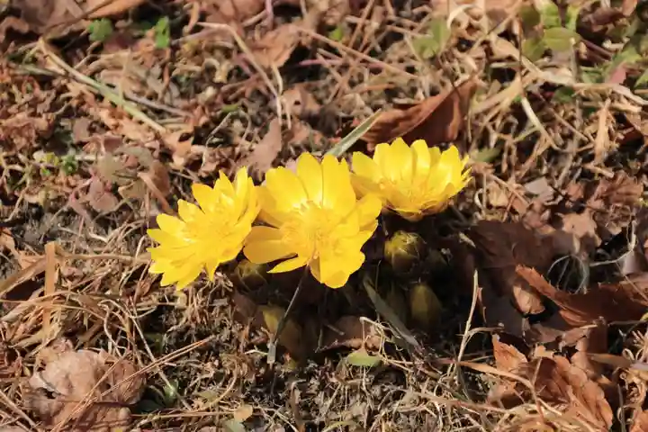 諏訪神社の自然