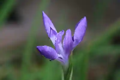 鹿島大神宮の手水舎