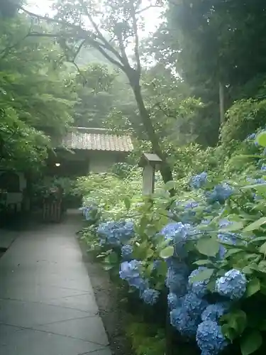 明月院の庭園