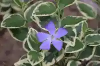 阿久津「田村神社」(郡山市阿久津町)旧社名:伊豆箱根三嶋三社の自然