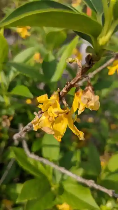 月心寺(愛知県)
