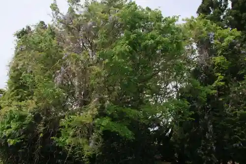 藤稲荷神社の自然