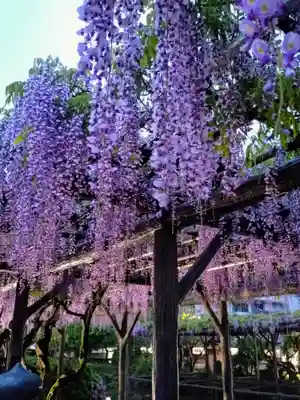 亀戸天神社(東京都)