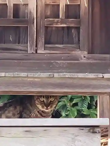 中野山若宮神社(白人宮)(愛媛県)