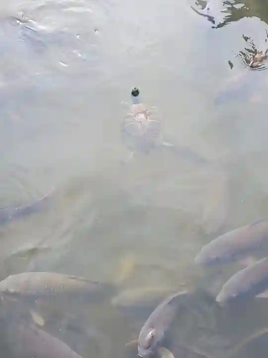 忍 諏訪神社・東照宮 の動物