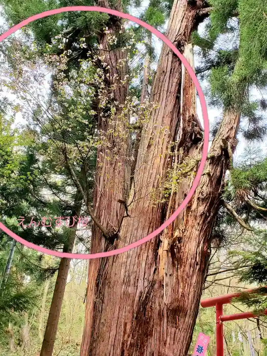 磐椅神社の自然
