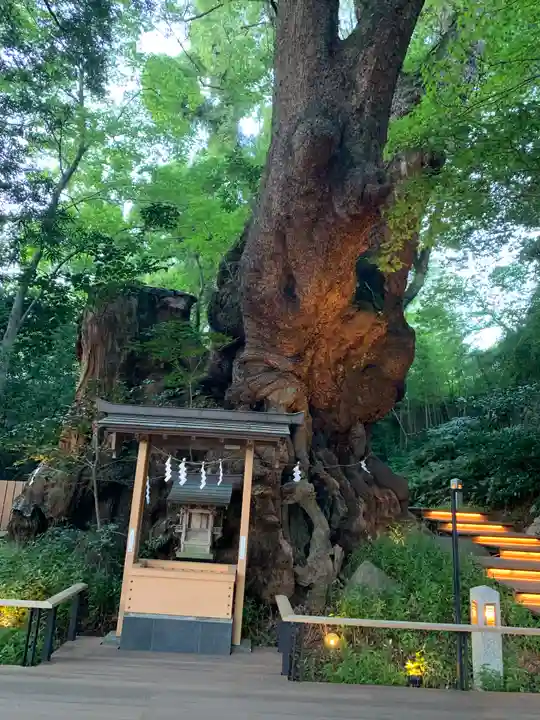 來宮神社の自然