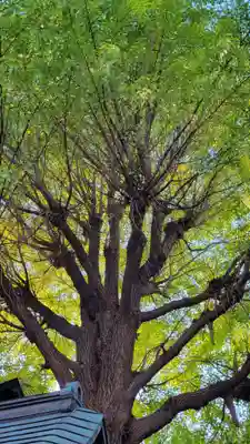 宇迦八幡宮の自然