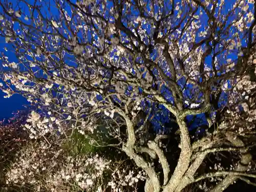 長谷寺の{uncategorized: "未分類", other: "その他", undefined: "問題あり", building: "その他建物", grave: "お墓", sacred_gate: "鳥居", guardian: "狛犬", statue: "像", buddha: "仏像", history: "歴史", nature: "自然", garden: "庭園", animal: "動物", pagoda: "塔", temizu: "手水舎", mountain_gate: "山門・神門", sanctuary: "本殿・本堂", subordinate: "末社・摂社", art: "芸術", scenery: "景色", jizo: "地蔵", ema: "絵馬", goshuin: "御朱印", omikuji: "おみくじ", items: "授与品その他", amulet: "お守り", goshuincho: "御朱印帳", eats: "食事", festival: "お祭り", votive_dance: "神楽", shichigosan: "七五三参", wedding: "結婚式", experience: "体験その他", initially: "初詣", around: "周辺", anti_infection: "感染症対策"}