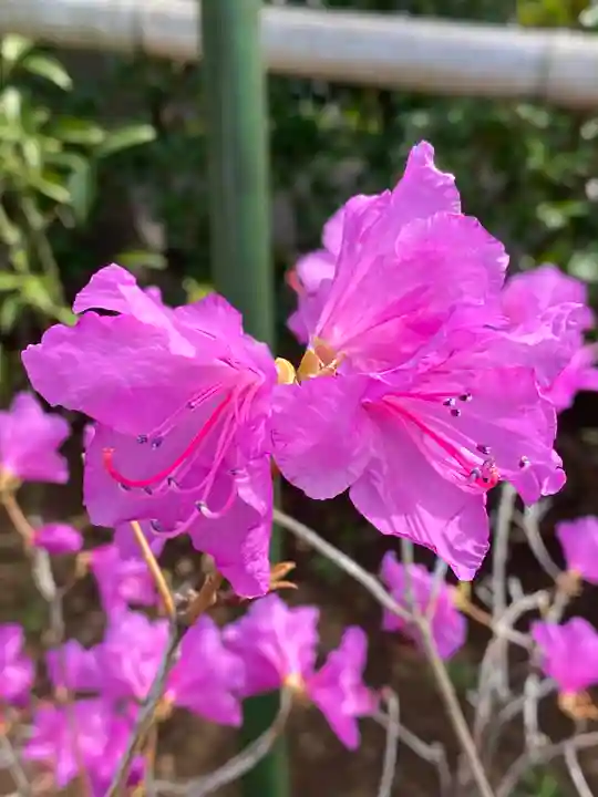 横浜御嶽神社の自然