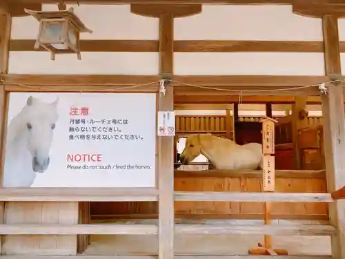 金刀比羅宮の動物