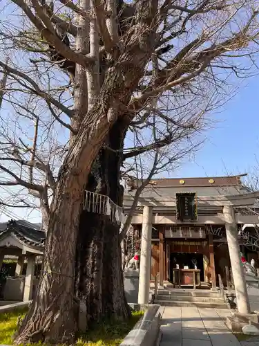 飛木稲荷神社の鳥居