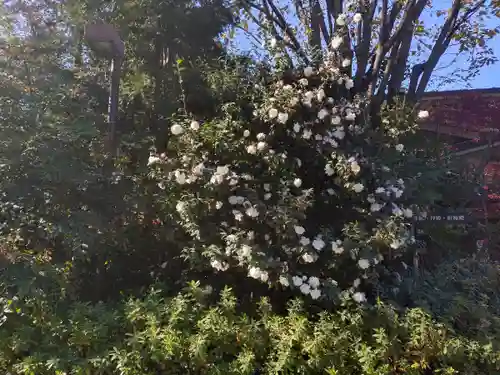 阿佐ヶ谷神明宮(東京都)