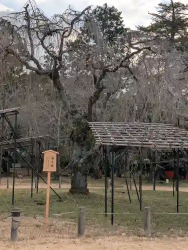 賀茂別雷神社（上賀茂神社）の{uncategorized: "未分類", other: "その他", undefined: "問題あり", building: "その他建物", grave: "お墓", sacred_gate: "鳥居", guardian: "狛犬", statue: "像", buddha: "仏像", history: "歴史", nature: "自然", garden: "庭園", animal: "動物", pagoda: "塔", temizu: "手水舎", mountain_gate: "山門・神門", sanctuary: "本殿・本堂", subordinate: "末社・摂社", art: "芸術", scenery: "景色", jizo: "地蔵", ema: "絵馬", goshuin: "御朱印", omikuji: "おみくじ", items: "授与品その他", amulet: "お守り", goshuincho: "御朱印帳", eats: "食事", festival: "お祭り", votive_dance: "神楽", shichigosan: "七五三参", wedding: "結婚式", experience: "体験その他", initially: "初詣", around: "周辺", anti_infection: "感染症対策"}