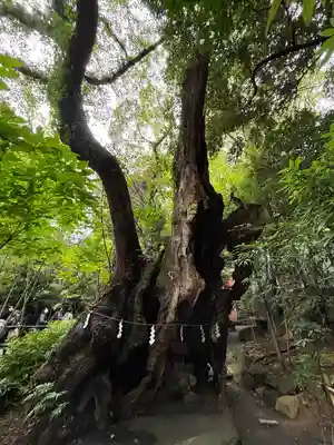 來宮神社(静岡県)