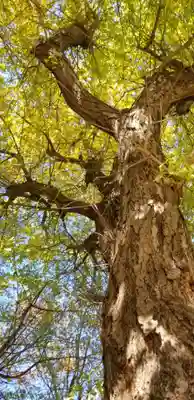 王子白髭神社(東京都)