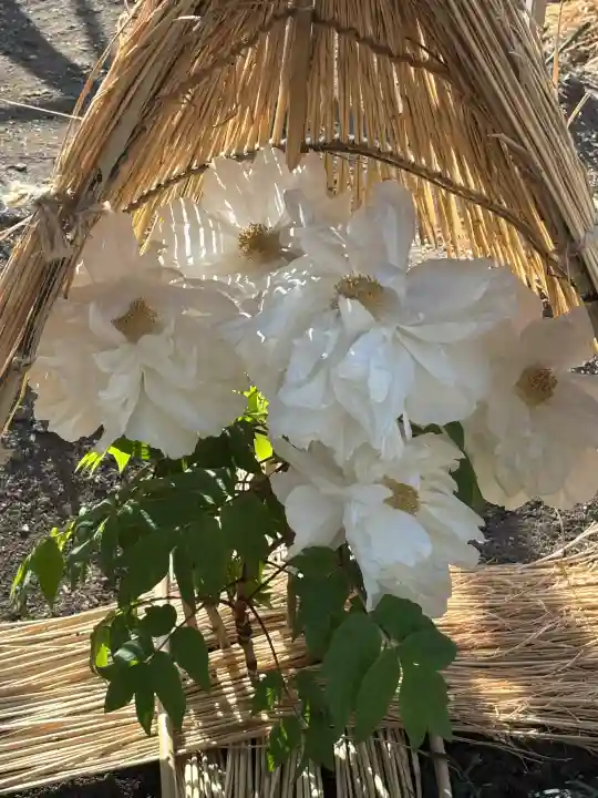 上野東照宮の{uncategorized: "未分類", other: "その他", undefined: "問題あり", building: "その他建物", grave: "お墓", sacred_gate: "鳥居", guardian: "狛犬", statue: "像", buddha: "仏像", history: "歴史", nature: "自然", garden: "庭園", animal: "動物", pagoda: "塔", temizu: "手水舎", mountain_gate: "山門・神門", sanctuary: "本殿・本堂", subordinate: "末社・摂社", art: "芸術", scenery: "景色", jizo: "地蔵", ema: "絵馬", goshuin: "御朱印", omikuji: "おみくじ", items: "授与品その他", amulet: "お守り", goshuincho: "御朱印帳", eats: "食事", festival: "お祭り", votive_dance: "神楽", shichigosan: "七五三参", wedding: "結婚式", experience: "体験その他", initially: "初詣", around: "周辺", anti_infection: "感染症対策"}