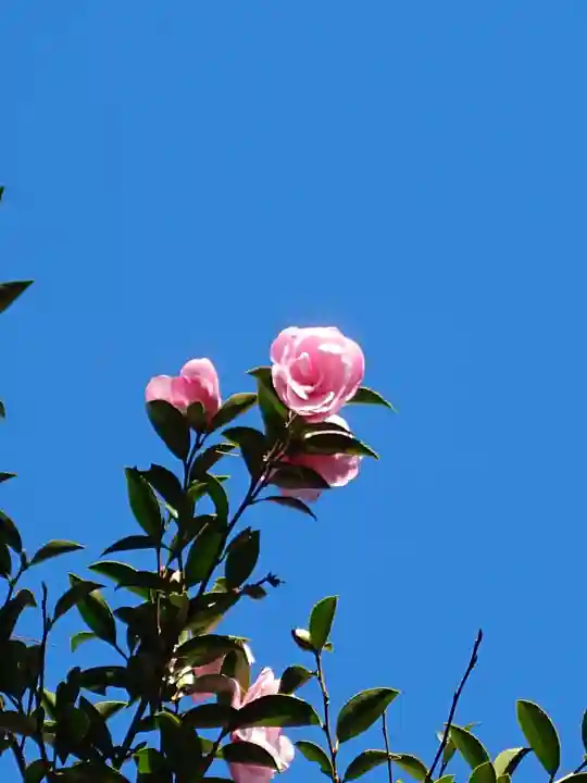 六甲比命大善神社(兵庫県)