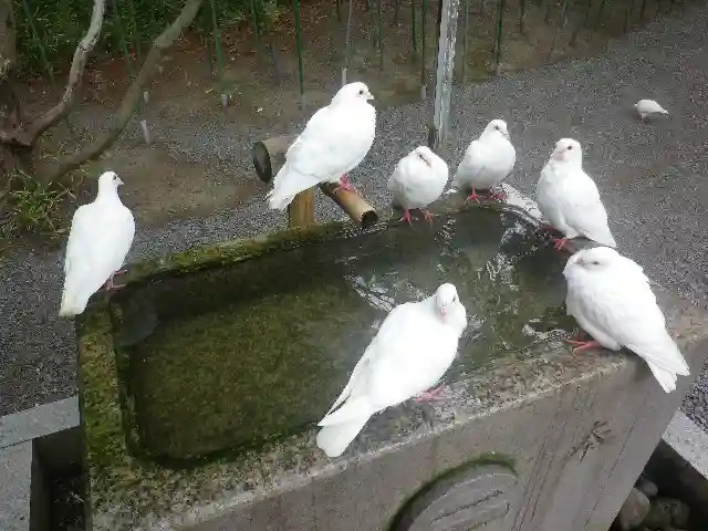 鶴岡八幡宮の動物